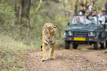 5 Days Jim Corbett Wildlife Tour